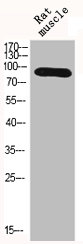 ARNT Antibody