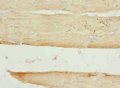ARSG Antibody