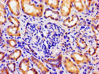 ARTN Antibody