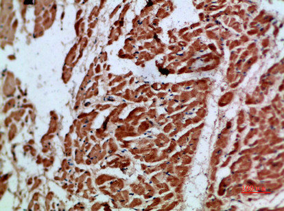 ARTN Antibody