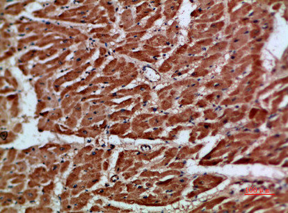 ARTN Antibody