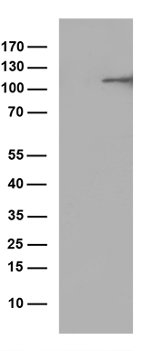 ERAP1 Antibody
