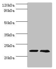 ASF1A Antibody