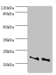 ASF1A Antibody