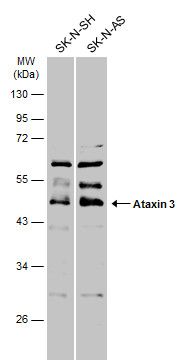 Ataxin 3 Rabbit Polyclonal Antibody