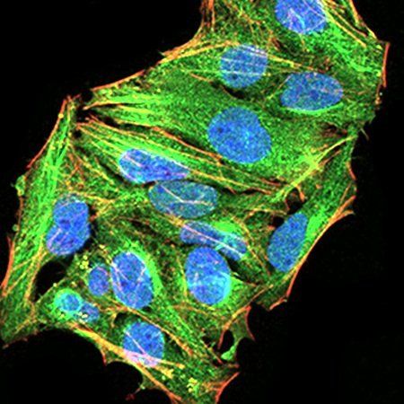 ATG13 Antibody