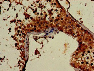 ATG4C Antibody