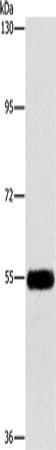 ATG4C Antibody
