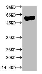 ATG5 Antibody