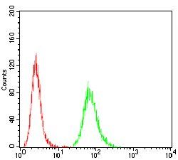 ATG5 Antibody