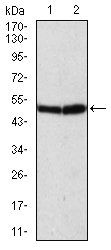 ATG5 Antibody