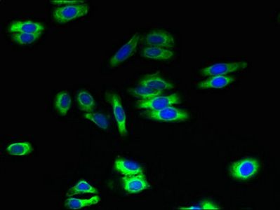 ATL2 Antibody