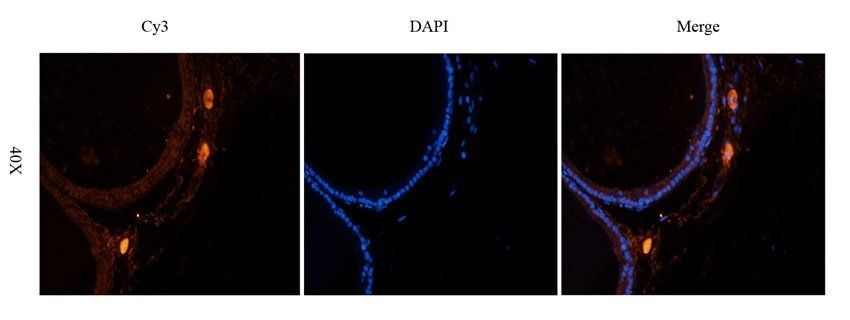 ATP1A2 Rabbit Polyclonal Antibody