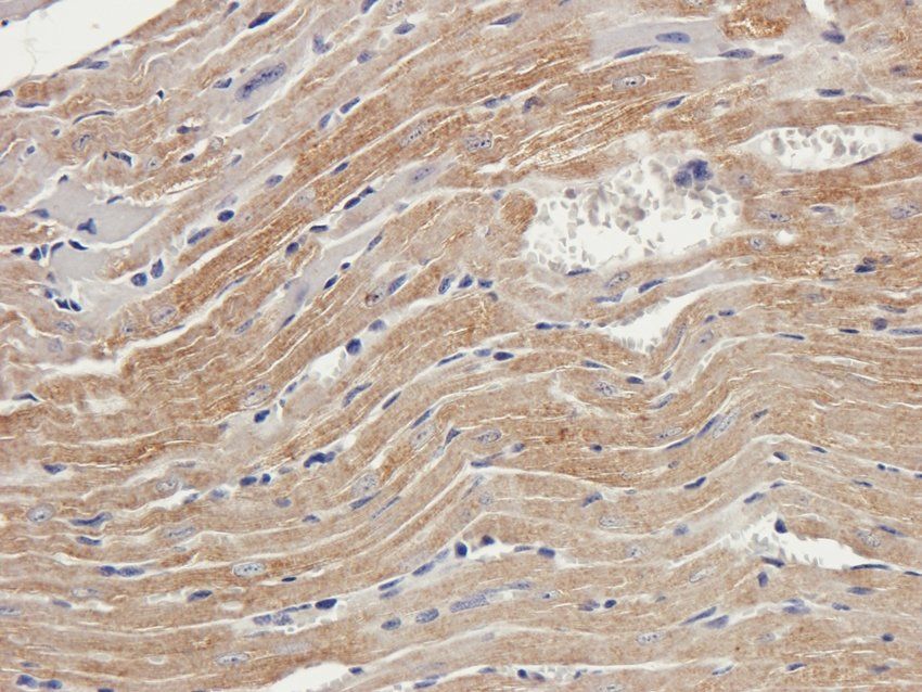 ATP1A2 Rabbit Polyclonal Antibody
