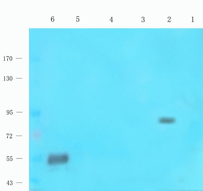 ATP1A2 Rabbit Polyclonal Antibody