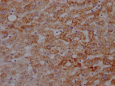 ATP5A1 Antibody