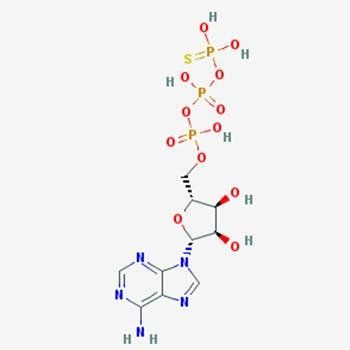 ATPγS