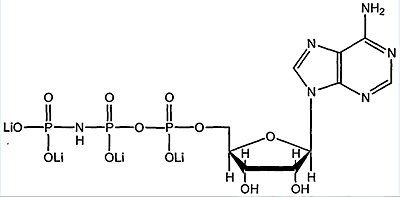 ATPγS