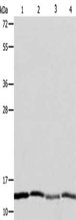 ATPIF1 Antibody