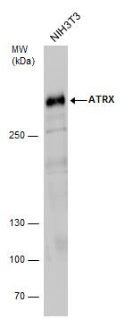 ATRX Rabbit Polyclonal Antibody