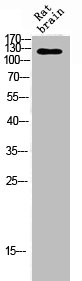 ATXN2 Antibody