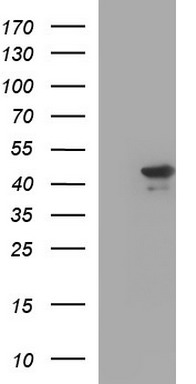 ATXN7L1 Antibody