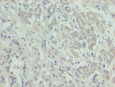 ATXN7L1 Antibody
