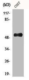 AVEN Antibody