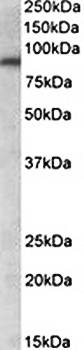 AVPR1A Antibody