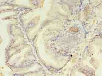 AZGP1 Antibody