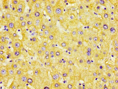 AZGP1 Antibody