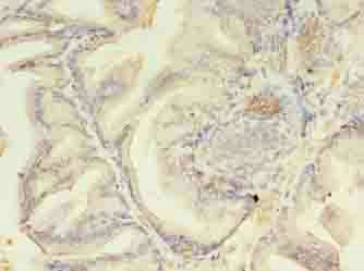 AZGP1 Antibody