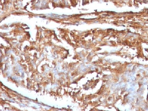 B2M Antibody