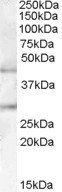 B3GNT2 Antibody