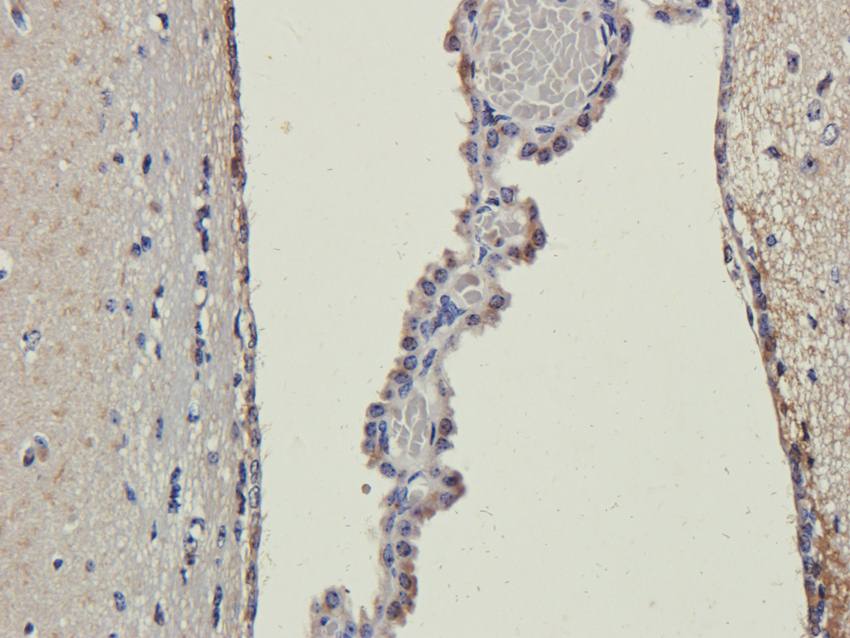 B7-H6 Rabbit Polyclonal Antibody