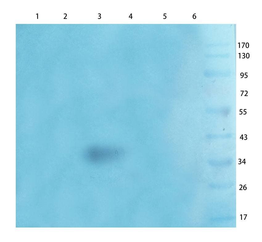 B7-H6 Rabbit Polyclonal Antibody