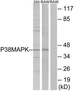 p38 MAPK (Ab-182) Antibody