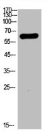 BAG3 Antibody