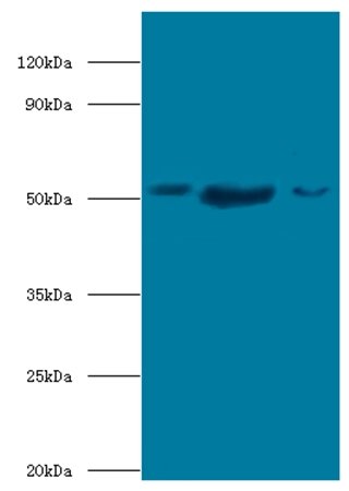 BAG5 Antibody (HRP)