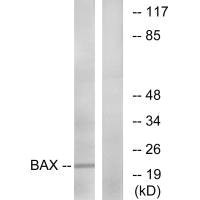 BAX Antibody