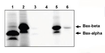 Sheep anti Mouse Bax-beta Antibody