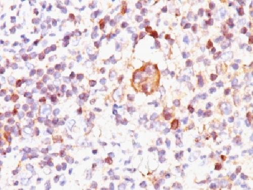 BAX Antibody