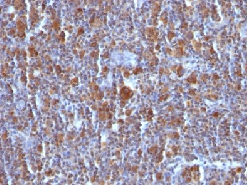 BAX Antibody