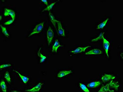 BBS9 Antibody