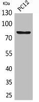 BCAM Antibody