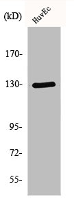 BCAR1 Antibody