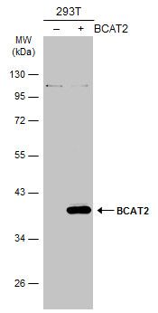 BCAT2 Rabbit Polyclonal Antibody