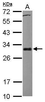 Bcl-X Rabbit Polyclonal Antibody