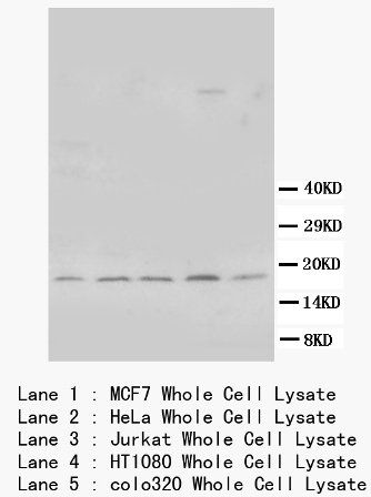Bcl-XS/BCL2L1/XS Rabbit Polyclonal Antibody