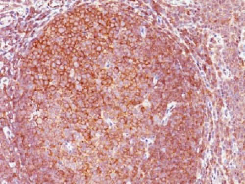 BCL10 Antibody